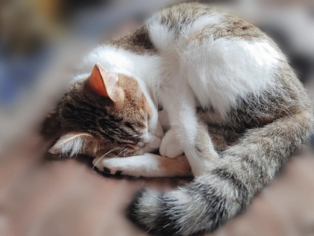 貓咪睡覺習慣 貓咪睡覺習慣