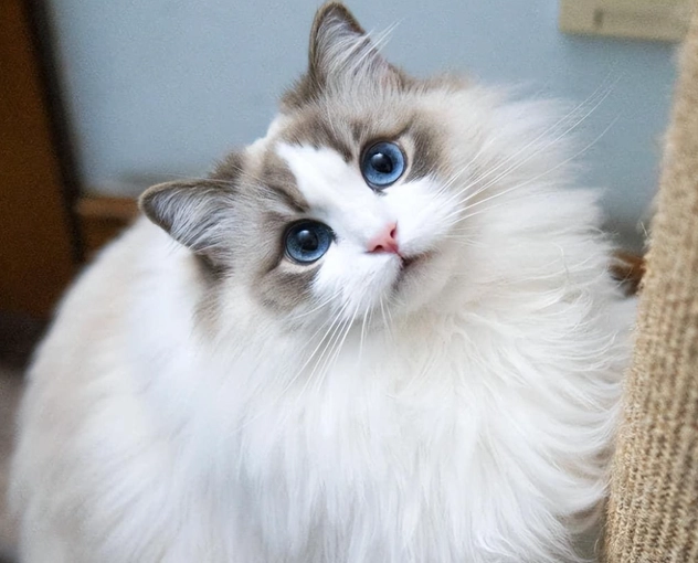 布偶貓飼養 布偶貓飼養