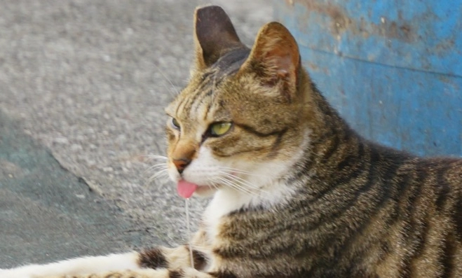 貓口腔疾病症狀