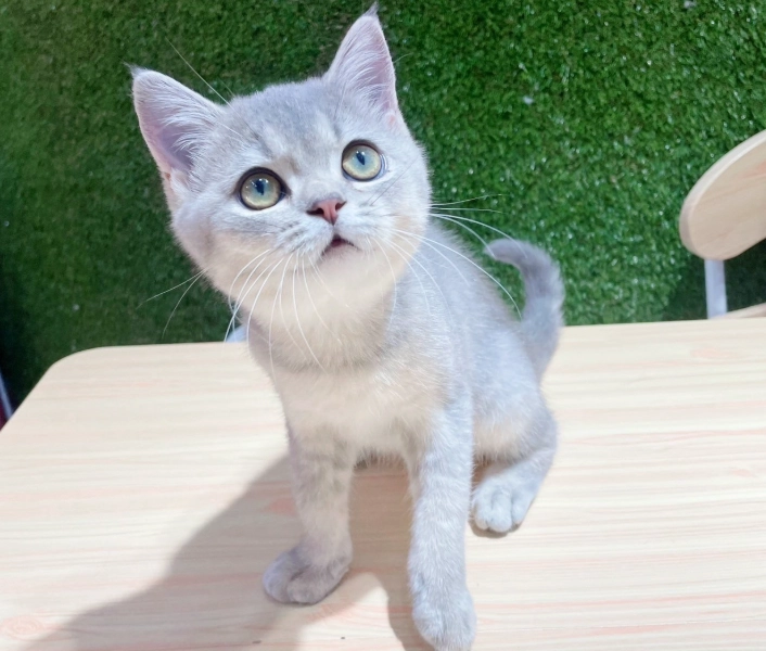 英國短毛貓飼養