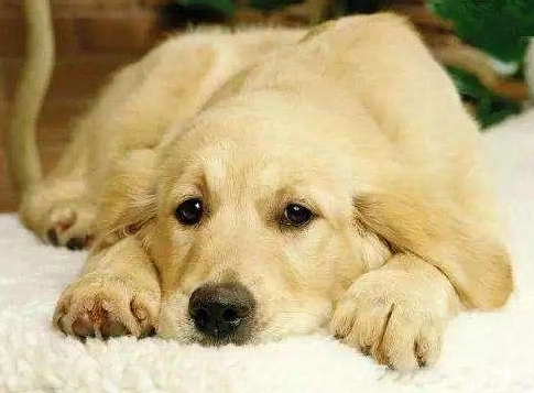 狗狗胰臟炎不吃不喝：原因、症狀與緊急處理全攻略