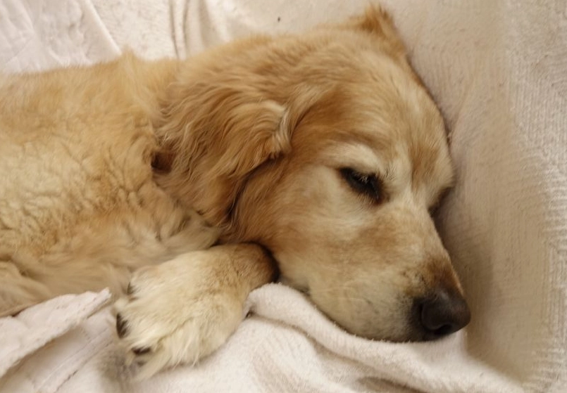 狗狗感冒症狀