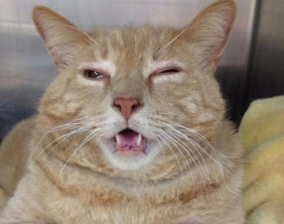 貓流口水是生病了嗎？獸醫解析常見原因與處理全攻略