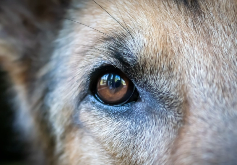 狗眼睛視網膜手術費用