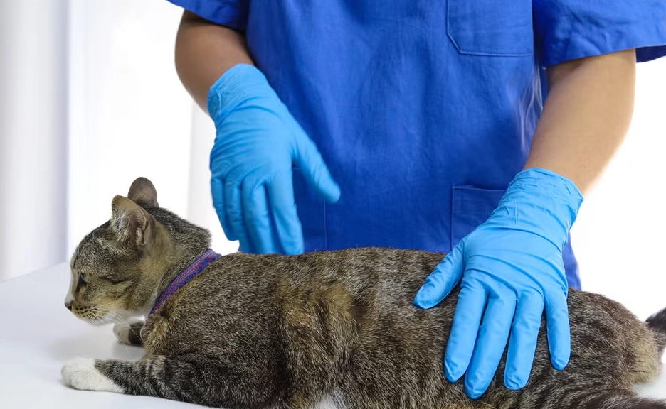 貓結紮後變兇怎麼辦