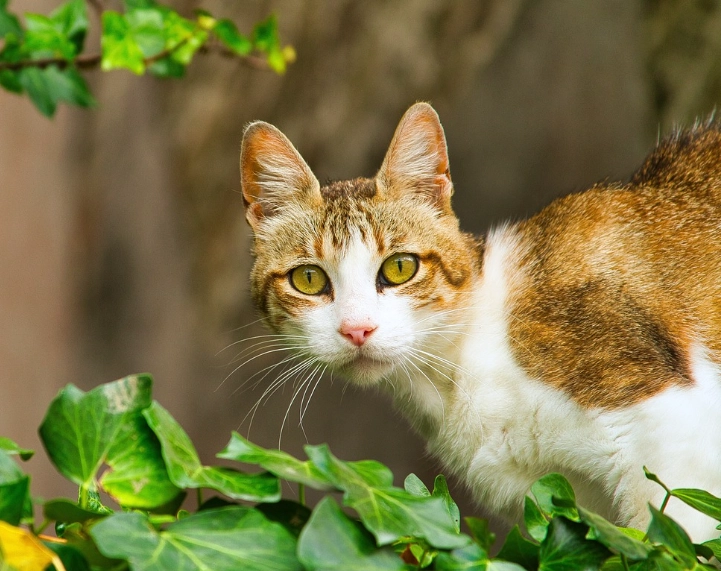 貓口腔疾病症狀