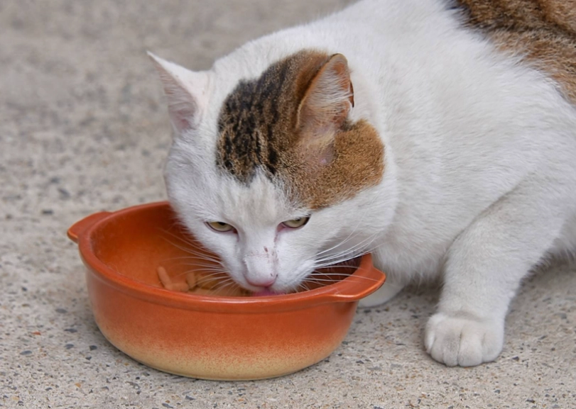 貓咪餵食時間表