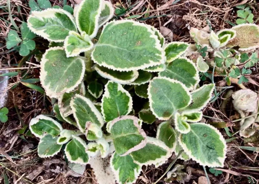 左手香煮水 左手香煮水