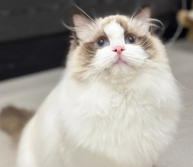 布偶貓健康 布偶貓健康