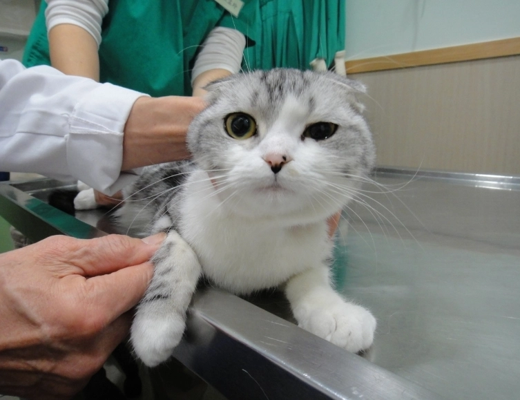 貓結紮後變兇怎麼辦