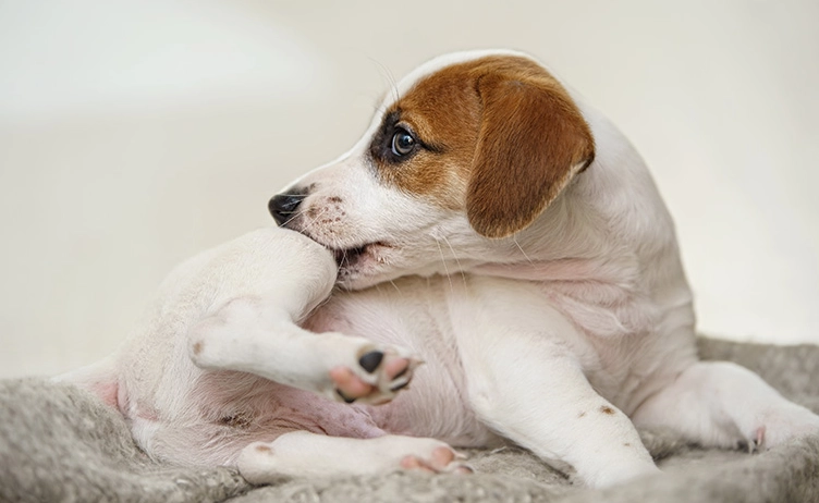 狗皮膚過敏治療費用 狗皮膚過敏治療費用