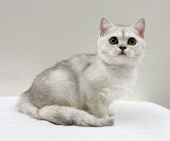 英國短毛貓好養嗎？資深貓奴的飼養心得與優缺點全解析