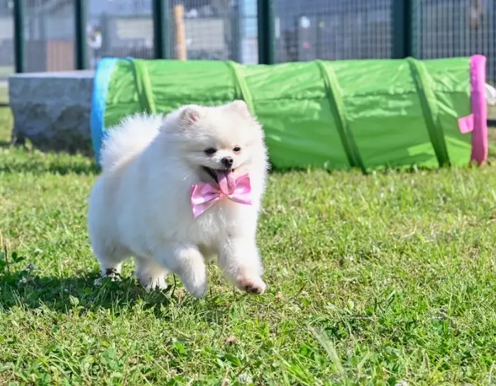 台北室內狗公園