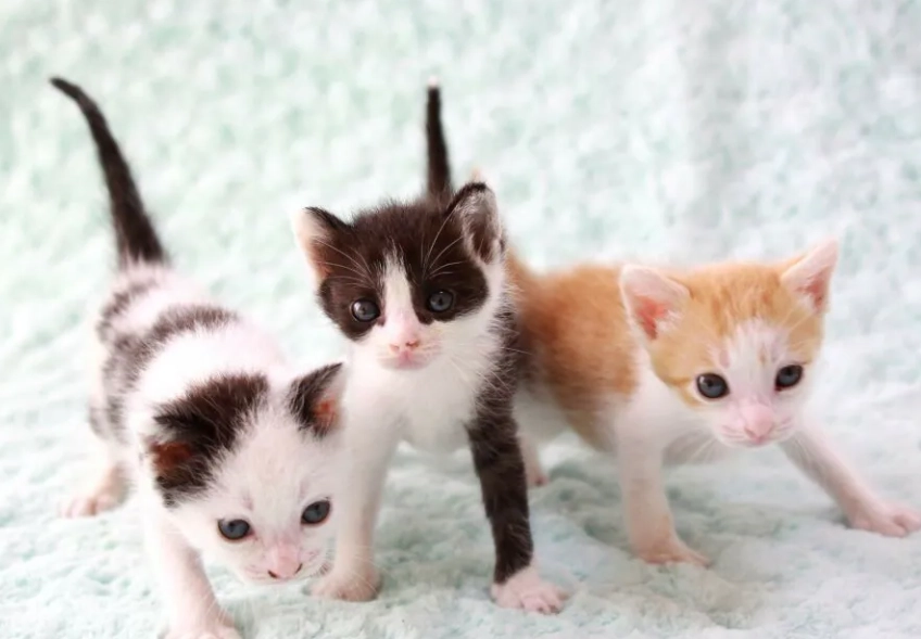 貓咪軟便怎麼辦