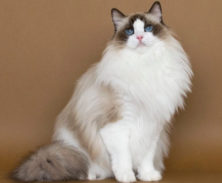 布偶貓護理 布偶貓護理