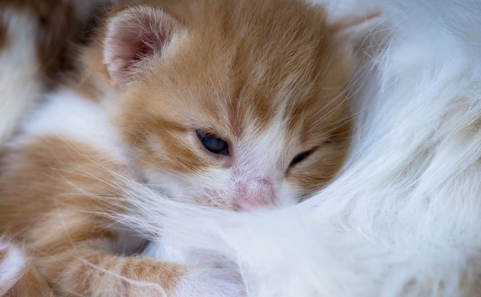 幼貓大便形狀全解析：從顏色到質地，教你一眼判斷貓咪健康