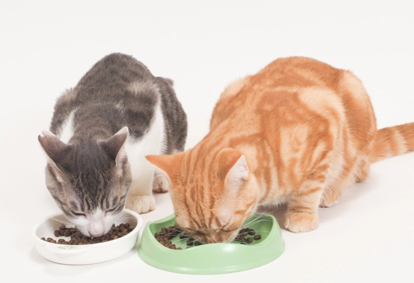 貓咪餵食時間表