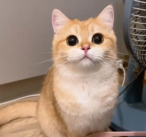 英國短毛貓飼養