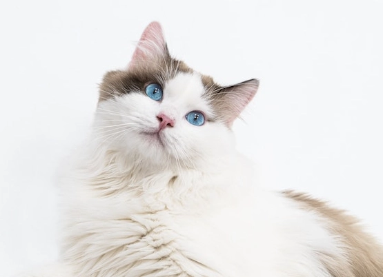 布偶貓健康 布偶貓健康