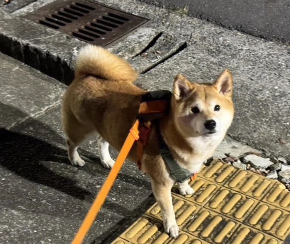 狗視網膜剝離治療