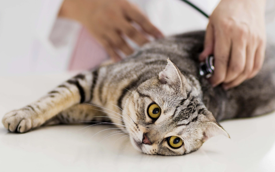 公貓結紮後變兇？獸醫解析原因與行為矯正指南