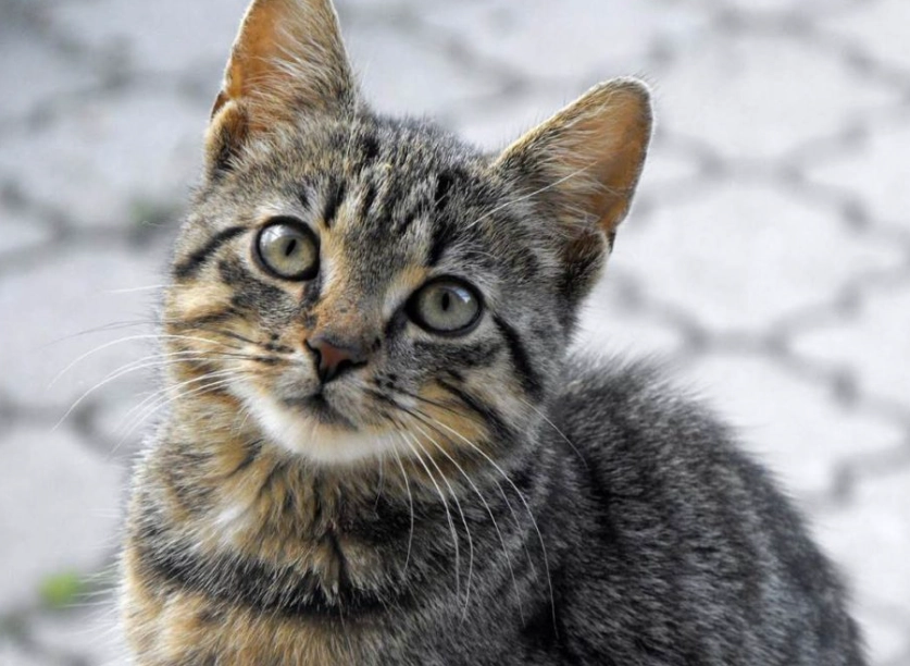 公貓結紮行為改變