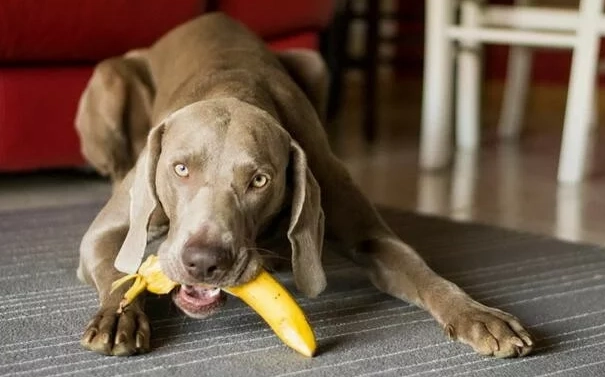幼犬可以吃香蕉嗎？獸醫解答餵食禁忌與技巧