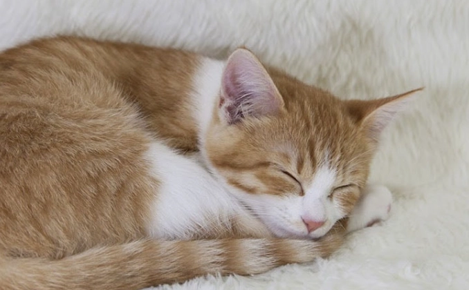 貓咪貼著你睡覺的科學原因與親密指南