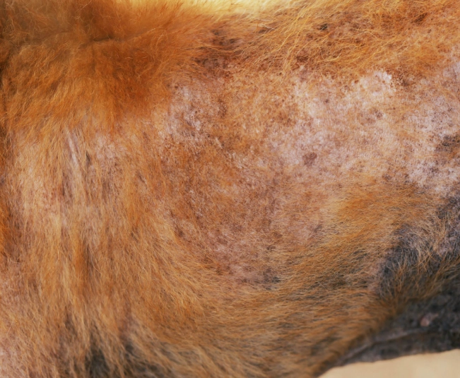 狗皮膚過敏治療費用 狗皮膚過敏治療費用