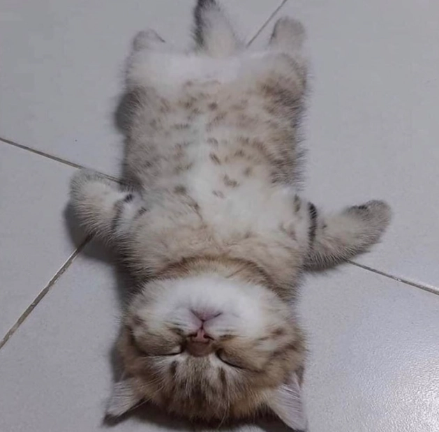 貓咪貼著睡覺 貓咪貼著睡覺