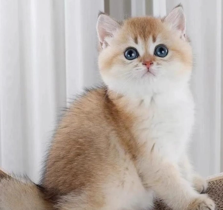 英國短毛貓飼養