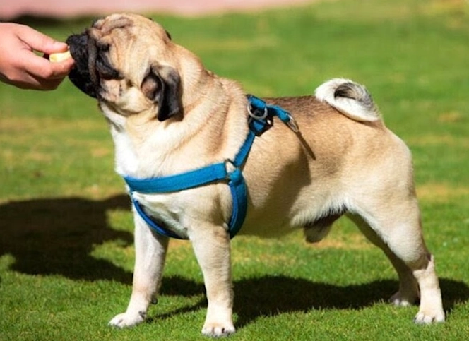 幼犬飲食指南 幼犬飲食指南