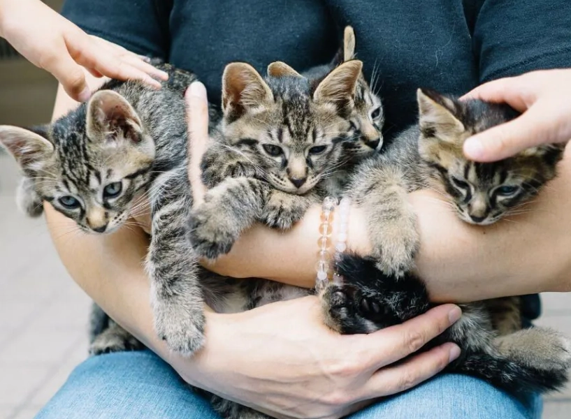 貓咪軟便怎麼辦