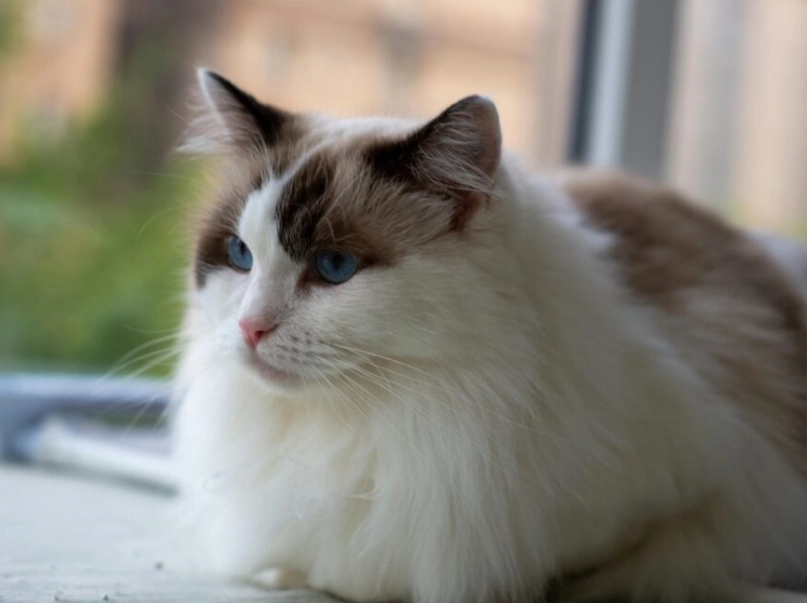 布偶貓飼養 布偶貓飼養