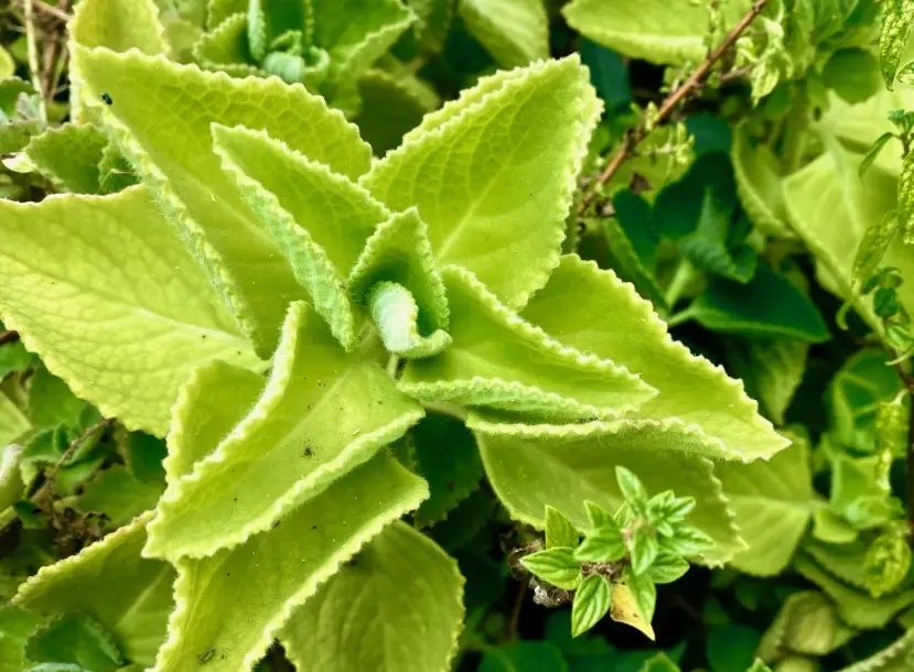 左手香煮水 左手香煮水