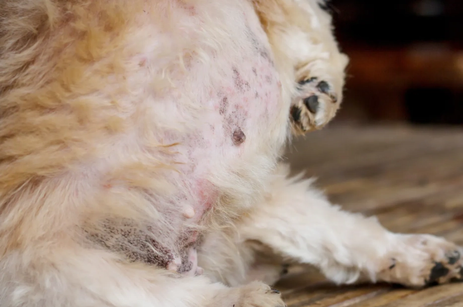 狗黴菌治療費用 狗黴菌治療費用