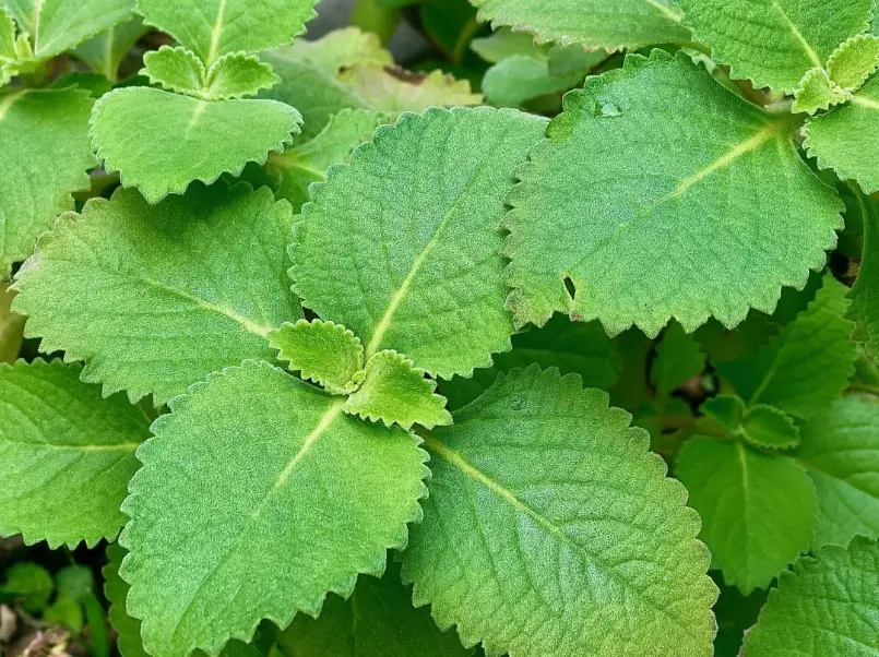 左手香茶 左手香茶