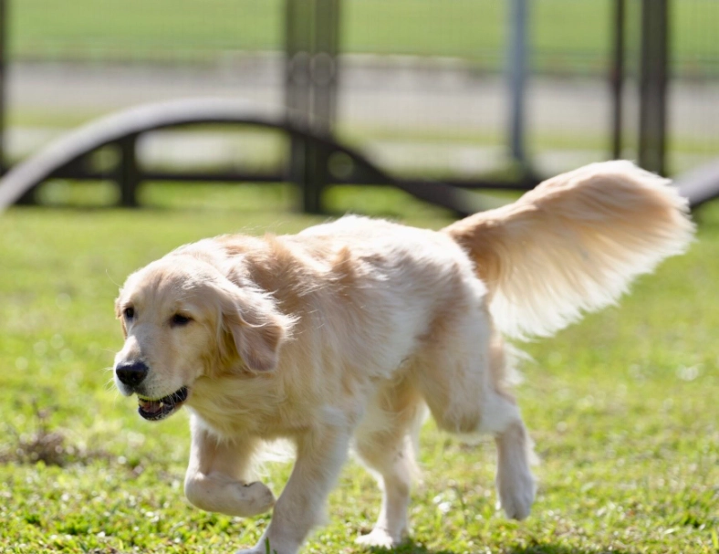 台北室內狗公園