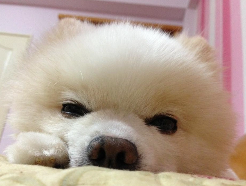 狗狗視網膜剝離全解析：早期症狀、治療選擇與術後照護指南