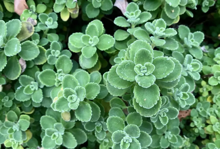 左手香止咳全攻略：天然止咳良方的使用秘訣與實測分享
