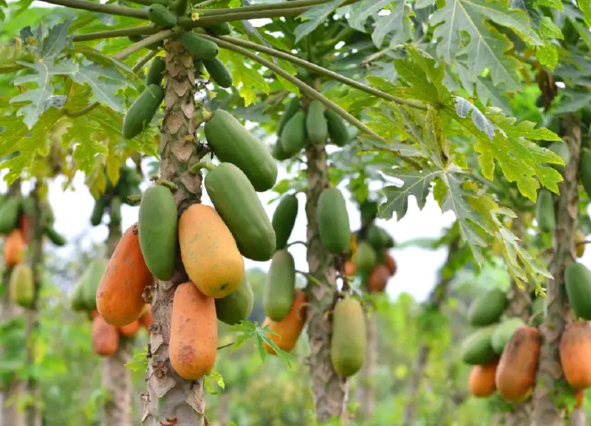 木瓜每日攝取量 木瓜每日攝取量