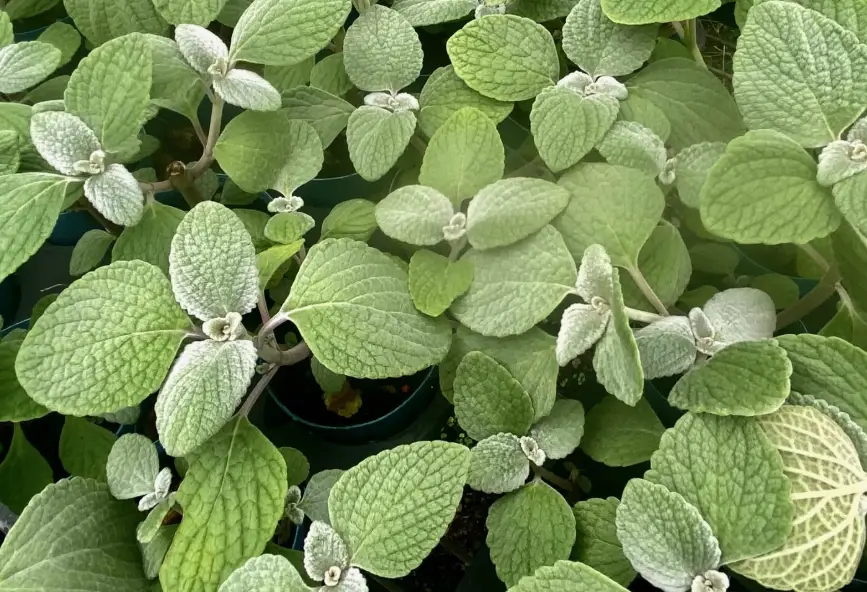 左手香茶 左手香茶