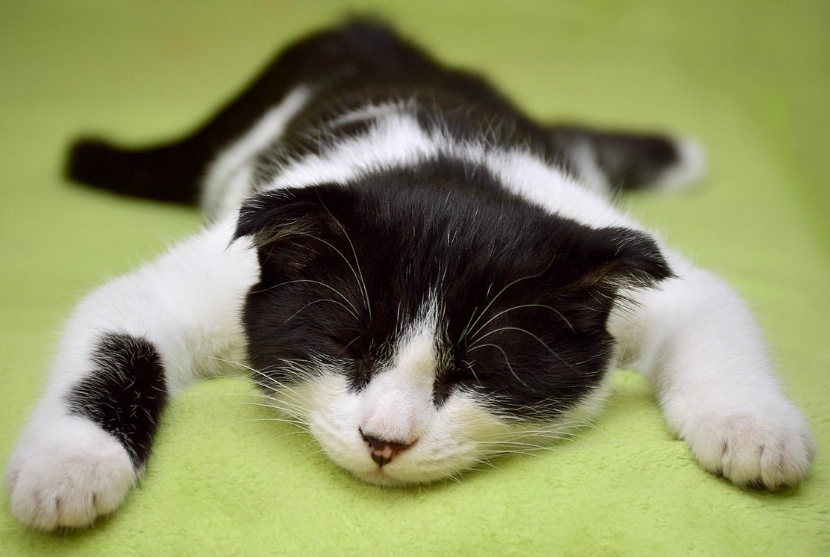 貓流口水處理方法