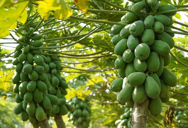 木瓜吃太多副作用 木瓜吃太多副作用