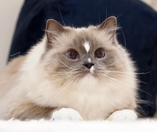 布偶貓護理 布偶貓護理