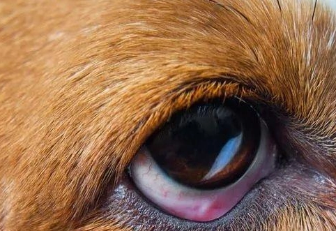 狗視網膜剝離治療