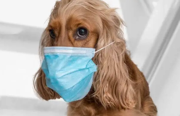 毛孩發燒別慌張！獸醫教你正確判斷與居家處理全攻略