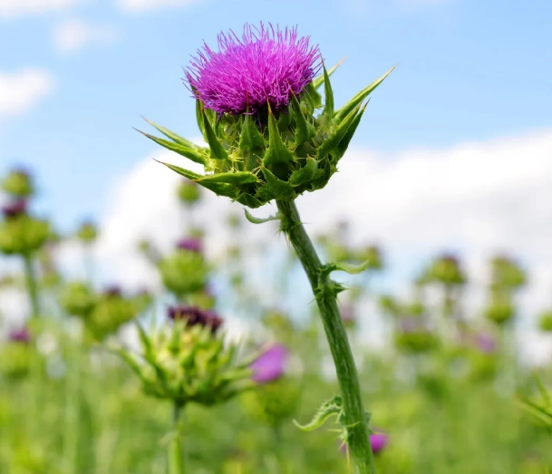護肝保健食品 護肝保健食品