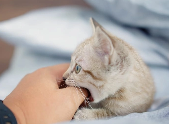 猫咪咬人原因 猫咪咬人原因