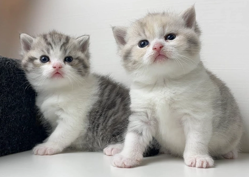 英國短毛貓領養